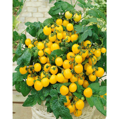 Yellow Tomato Cherry Seed image
