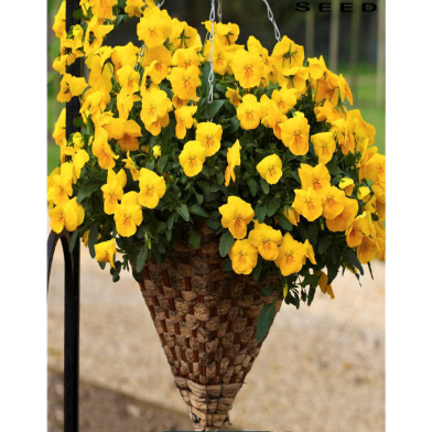 Yelow Pansy Seed image