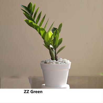 biggest snake plant in the world Snake Plant
