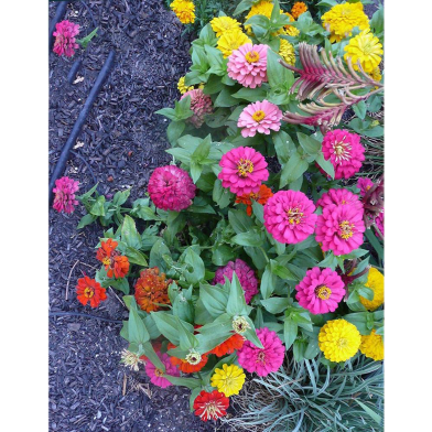 Zinnia Mixed Seed image