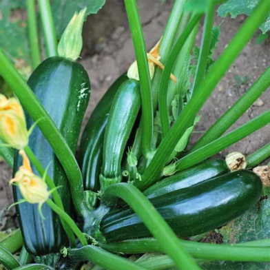Zucchini Squash - 10 Pcs Seeds (Global) image