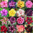 16 Color Double Petal Adenium Bonsai Seeds image