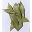 Acure Bay Leaf (Tejpata) - 80gm image