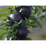 All Season Black Diamond Apple Seeds - 10 Pcs image