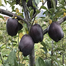 All Season Black Diamond Apple Seeds - 10 Pcs image