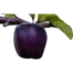 All Season Black Diamond Apple Seeds - 10 Pcs image