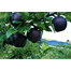 All Season Black Diamond Apple Seeds - 10 Pcs image
