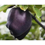 All Season Black Diamond Apple Seeds - 10 Pcs image