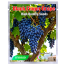 All Season Black Finger Grape -20Pcs image