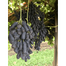 All Season Black Finger Grape -20Pcs image