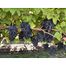All Season Black Finger Grape -20Pcs image