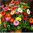 All Season Global Gerbera Daisy Flower Seeds -10 Pcs image