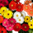 All Season Global Gerbera Daisy Flower Seeds -10 Pcs image