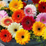 All Season Global Gerbera Daisy Flower Seeds -10 Pcs image