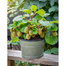 All Season Global Mini Kiwi Fruit Bonsai Seeds - 30 Plus Pcs image