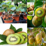 All Season Global Mini Kiwi Fruit Bonsai Seeds - 30 Plus Pcs image