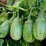 BARI-4 Begun/ Eggplant/ Brinjal Seeds Re-Pack BADC - 20 pcs image
