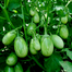 BARI-4 Begun/ Eggplant/ Brinjal Seeds Re-Pack BADC - 20 pcs image