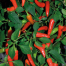 Baromasi Hybrid Super Spicy Chili seeds image