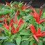 Baromasi Hybrid Super Spicy Chili seeds image