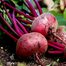 Beet Root Seeds Re-Pack F1 Hybrid (Indian) 0.1gm image