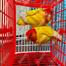 Birds Carrying Cage Only for Small Birds 1pc (Folding) Mix Color 8x6inch image
