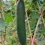 Black General Wax Gourd Seeds, Late Maturing Variety, High Quality Wax Gourd, Thick Pure White Flesh, Wax Intact Pack Gourd Seeds 0.5gm image