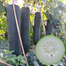 Black General Wax Gourd Seeds, Late Maturing Variety, High Quality Wax Gourd, Thick Pure White Flesh, Wax Intact Pack Gourd Seeds 0.5gm image