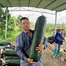 Black General Wax Gourd Seeds, Late Maturing Variety, High Quality Wax Gourd, Thick Pure White Flesh, Wax Intact Pack Gourd Seeds 0.5gm image