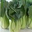 Pakchoy Seeds/Bok Choy Seeds 100 Plus Pcs Re-Pack image