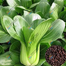 Pakchoy Seeds/Bok Choy Seeds 100 Plus Pcs Re-Pack image