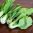 Pakchoy Seeds/Bok Choy Seeds 100 Plus Pcs Re-Pack image