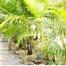 Brikkho Haat Areca Palm (Greater Than 4 Inch) image