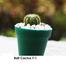 Brikkho Haat Ball Cactus T1 (Type 1) image