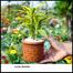 Brikkho Hat Lucky Bamboo With 5 Inch Clay Pot Small image