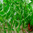 Cabai Kopay Chili Seeds Re-Pack (China) Seeds - 5Pcs image