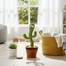 Cactus Dancing Toy – Rechargeable Battery image