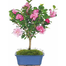 Camellia Bonsai Flower Seeds 20 Pcs image