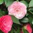 Camellia Bonsai Flower Seeds 20 Pcs image