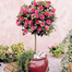 Camellia Bonsai Flower Seeds 20 Pcs image