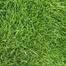 Carpet Grass Seeds 2 gm Re-Pack Thailand image