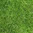 Carpet Grass Seeds 2 gm Re-Pack image