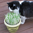 Cat Grass Foliage Plant Bonsai 2000 Pcs Seeds image