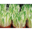 Cat Grass Foliage Plant Bonsai 2000 Pcs Seeds image