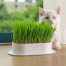 Cat Grass Foliage Plant Bonsai 2000 Pcs Seeds image