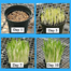 Cat Grass Foliage Plant Bonsai 2000 Pcs Seeds image