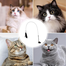 Cat Teaser Toy with Bell, Fixable Cat Interactive Toys with Suction image