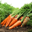 Chihiro Carrot Organic Seeds image
