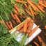 Chihiro Carrot Organic Seeds image
