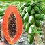 Dwarf Red Papaya 10 Seeds F1 Hybrid image